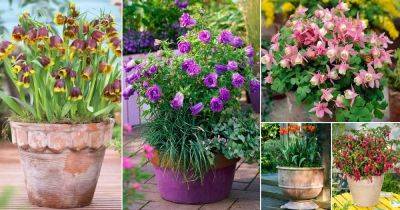 32 Best Bell Shaped Flowers | Flowers that Look Like Bells - balconygardenweb.com