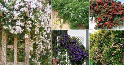 20 Best Perennial Vines To Decorate Your Home | Balcony Web Garden - balconygardenweb.com