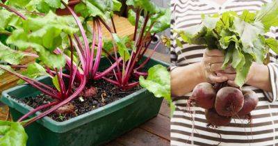 Growing Beets in Containers | How to Grow Beets in Pots - balconygardenweb.com