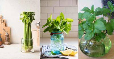12 Herbs that Grow from One Cutting and a Glass of Water - balconygardenweb.com