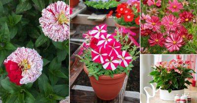 14 Stunning Red and White Flowers - balconygardenweb.com