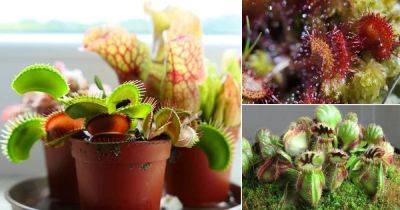 7 Indoor Carnivorous Plants For Beginners | Best Carnivorous Houseplants - balconygardenweb.com