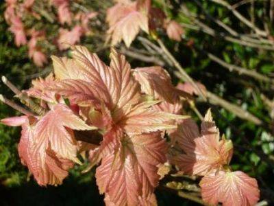 Spring Acers and Great Colour - gardenerstips.co.uk