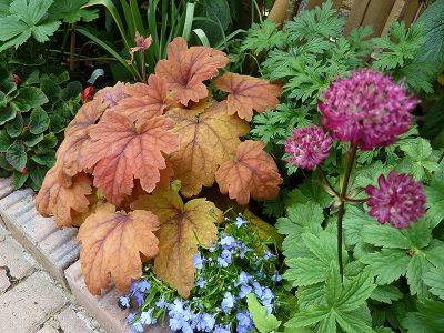 Heucherella Sweet Tea - aberdeengardening.co.uk - Britain - city Aberdeen