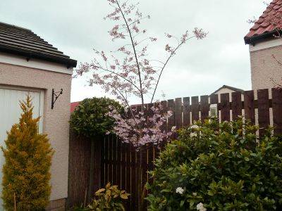 Prunus Autumnalis Rosea - aberdeengardening.co.uk - Scotland - city Aberdeen