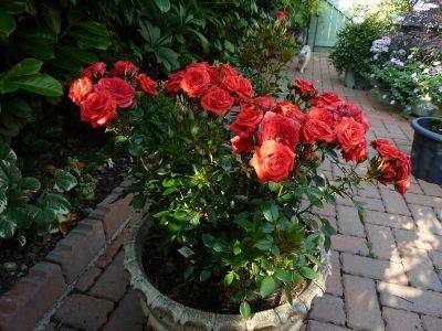 Patio Roses in Pots - aberdeengardening.co.uk