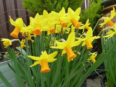 Growing Daffodils in pots - aberdeengardening.co.uk