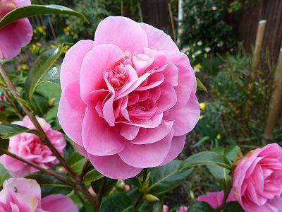 Camellia x Williamsii Debbie - aberdeengardening.co.uk - Britain - Scotland