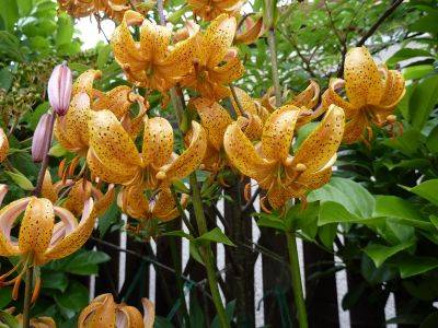 Martagon Lily Guinea Gold - aberdeengardening.co.uk - Britain