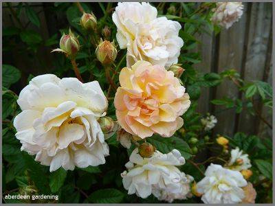 Rambling Rose Ghislaine de Feligonde - aberdeengardening.co.uk