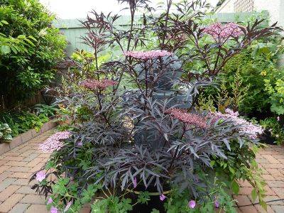 Sambucus Nigra Black Lace - aberdeengardening.co.uk - Britain - Japan