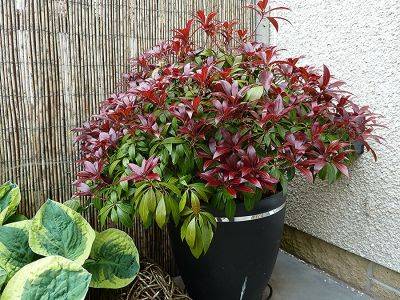 Growing Pieris Japonica Katsura in a pot - aberdeengardening.co.uk - Britain - Japan