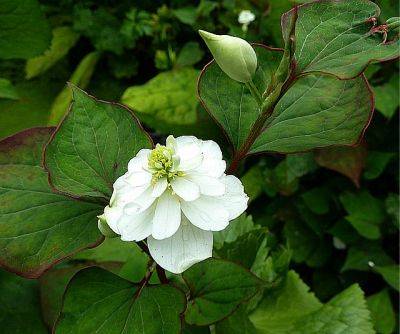 Hellebores Harvington Pink Speckled - aberdeengardening.co.uk