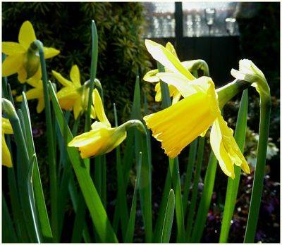 Daffodil February Gold - aberdeengardening.co.uk - city Aberdeen