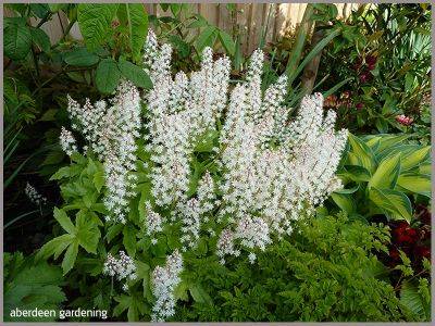 Tiarella Trifoliata Sugar Scoop - aberdeengardening.co.uk - Usa - Britain - Scotland