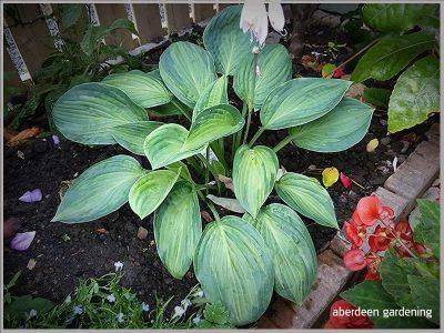 Hostas in the borders and tubs - aberdeengardening.co.uk - Britain - Scotland