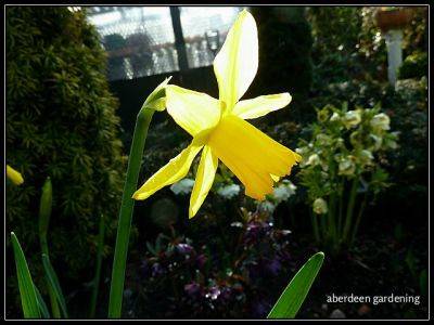 Aberdeen Gardening the final countdown (Spring) - aberdeengardening.co.uk - city Aberdeen