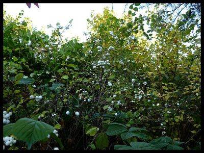 Symphoricarpos albus snowberry - aberdeengardening.co.uk - Britain - Scotland