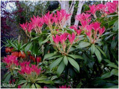 Pieris Japonica Forest Flame - aberdeengardening.co.uk