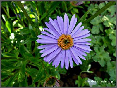 Aster Tongolensis Berggarten - aberdeengardening.co.uk