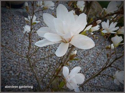 Magnolia Stellata - aberdeengardening.co.uk - Britain - city Aberdeen