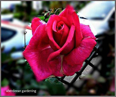 Roses in Aberdeen - aberdeengardening.co.uk - city Aberdeen