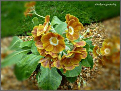 Border Auriculas - aberdeengardening.co.uk - city Aberdeen