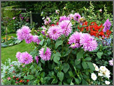 Dahlias and our front garden - aberdeengardening.co.uk