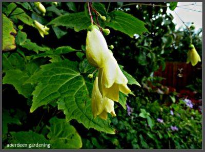 Kirengeshoma palmata yellow waxbells - aberdeengardening.co.uk - Japan - city Aberdeen