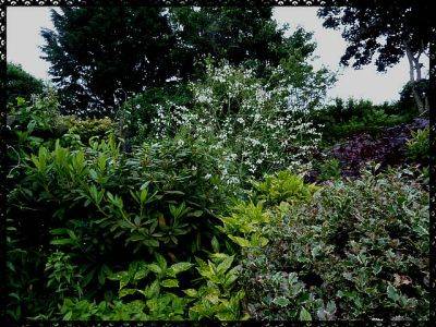 Crambe Cordifolia - aberdeengardening.co.uk - city Aberdeen