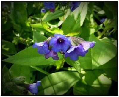 Pulmonaria Blue Ensign - aberdeengardening.co.uk