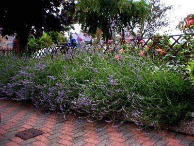 Lavandula Angustifolia Munstead - aberdeengardening.co.uk - Britain