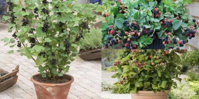 8 Best Berries to Grow in Containers - balconygardenweb.com