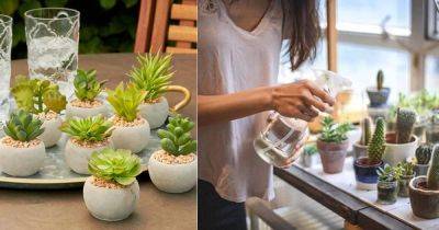 How Often To Water Succulents | Succulent Watering Tips - balconygardenweb.com
