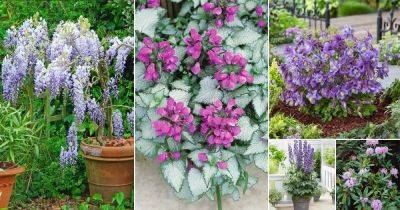 23 Best Lavender Flowers | List of Lavender-Purple Color Flowers - balconygardenweb.com