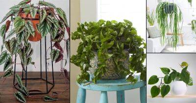 26 Best Indoor Vines & Climbers You Can Grow Easily In Home - balconygardenweb.com