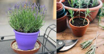 Growing Lavender from Cuttings | Propagating Lavender - balconygardenweb.com - France