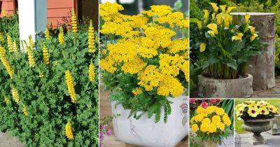 69 Types of Yellow Flowers for Garden | Plants with Yellow Flowers - balconygardenweb.com - Australia