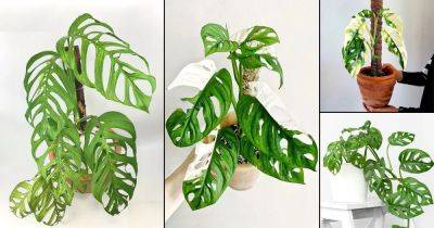 8 Best Types of Monstera Adansonii Varieties - balconygardenweb.com