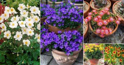 26 Perennial Flowers That Bloom From Spring to Fall Continuously - balconygardenweb.com