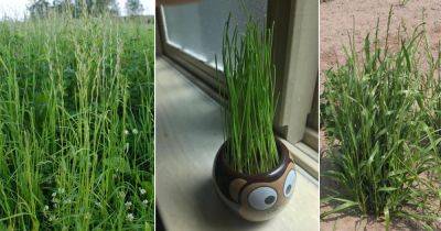 Planting and Growing Rye | How to Grow Rye Grass - balconygardenweb.com - Australia - region Mediterranean