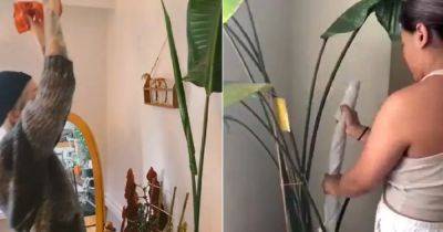 Unfurl Any Plant's Leaf with This Neat Trick in Minutes - balconygardenweb.com