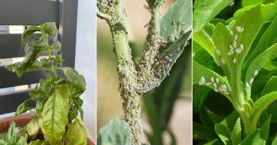 17 Tiny White Bugs on Plants that Look like Dust - balconygardenweb.com