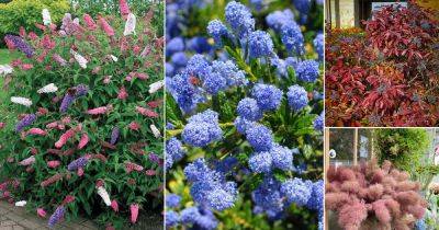 20 Shrubs that Bloom All Year | Year Round Shrubs According to Season - balconygardenweb.com