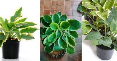 How to Grow Hostas Indoors | Hosta Houseplant Care - balconygardenweb.com