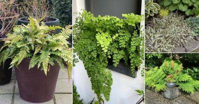 22 Most Beautiful Perennial Ferns | Evergreen Ferns List - balconygardenweb.com