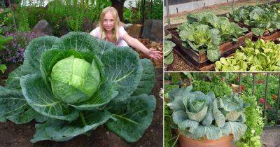 How to Grow Big & Gigantic Cabbage | Giant Cabbage Growing Tips - balconygardenweb.com - Netherlands