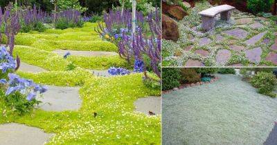 15 Best Walkable Ground Covers - balconygardenweb.com