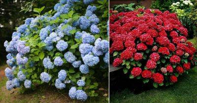 How to Change Hydrangea to the Color You Want - balconygardenweb.com
