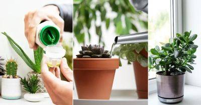 4 Secret Succulent Growing Tips No One Ever Told You - balconygardenweb.com